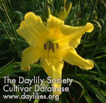 Daylily Lemon Pixie